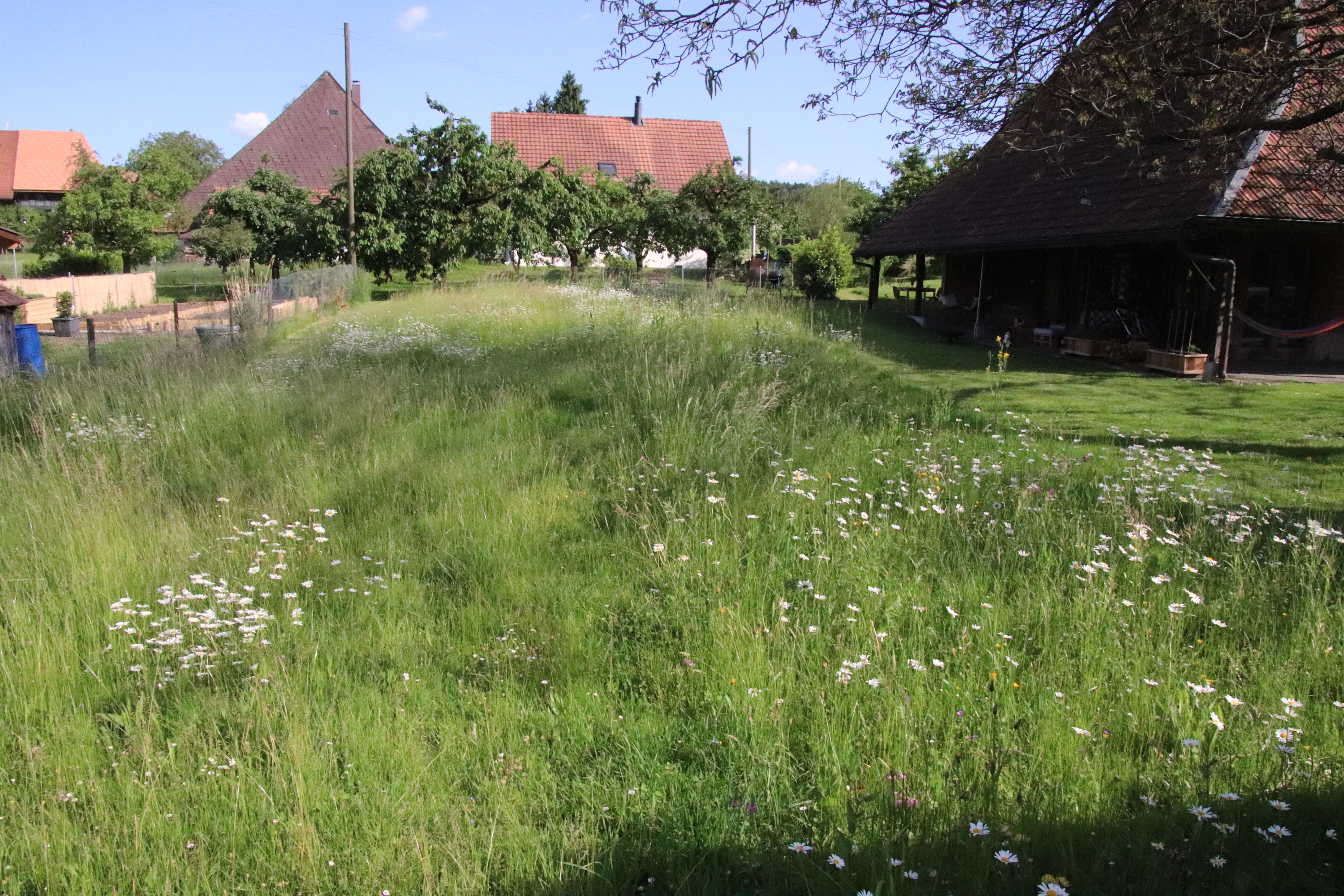 Die Wildblumenwiese beim Bürgerhaus