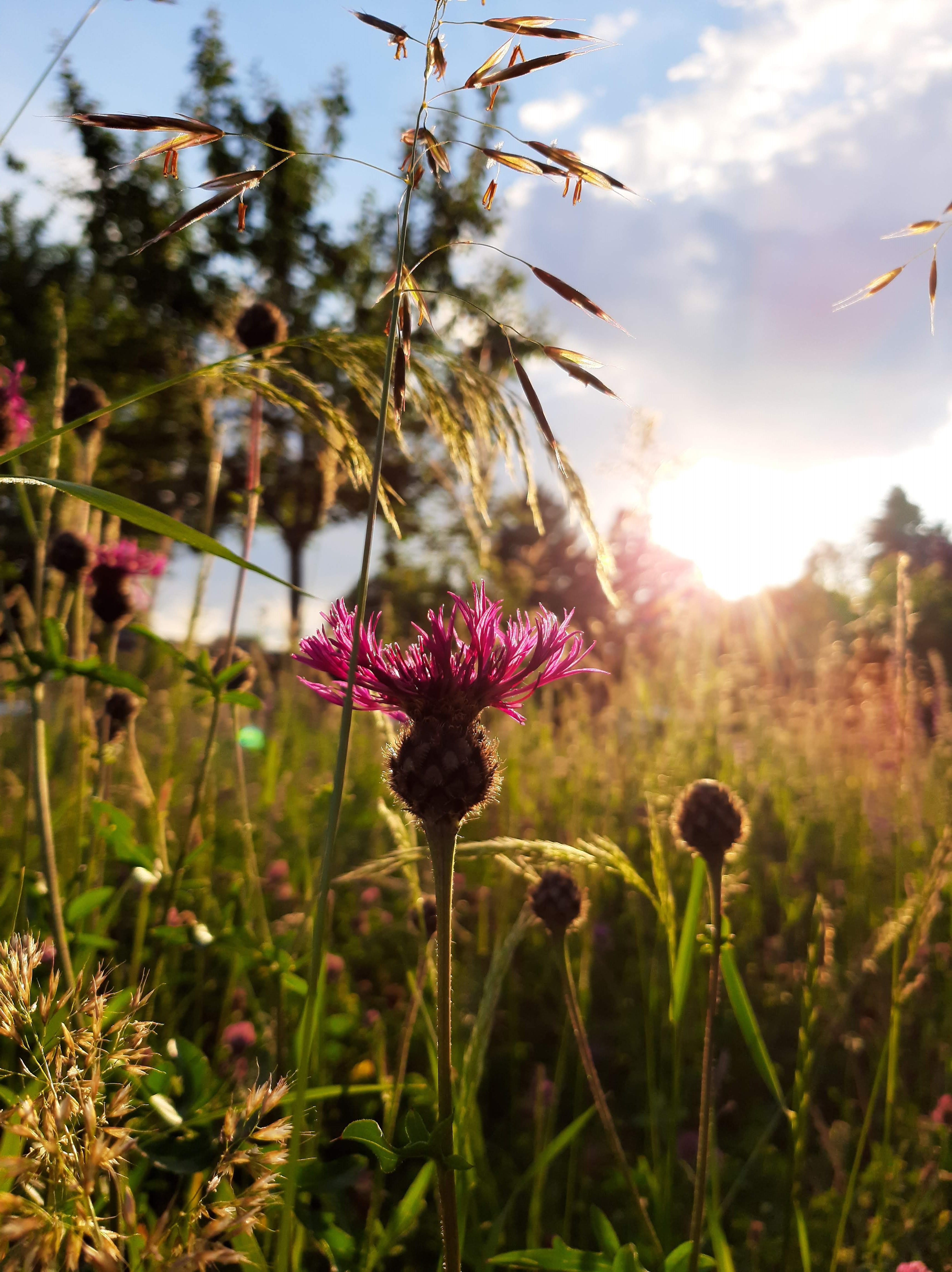Eine Flockenblume mit Abendstimmung