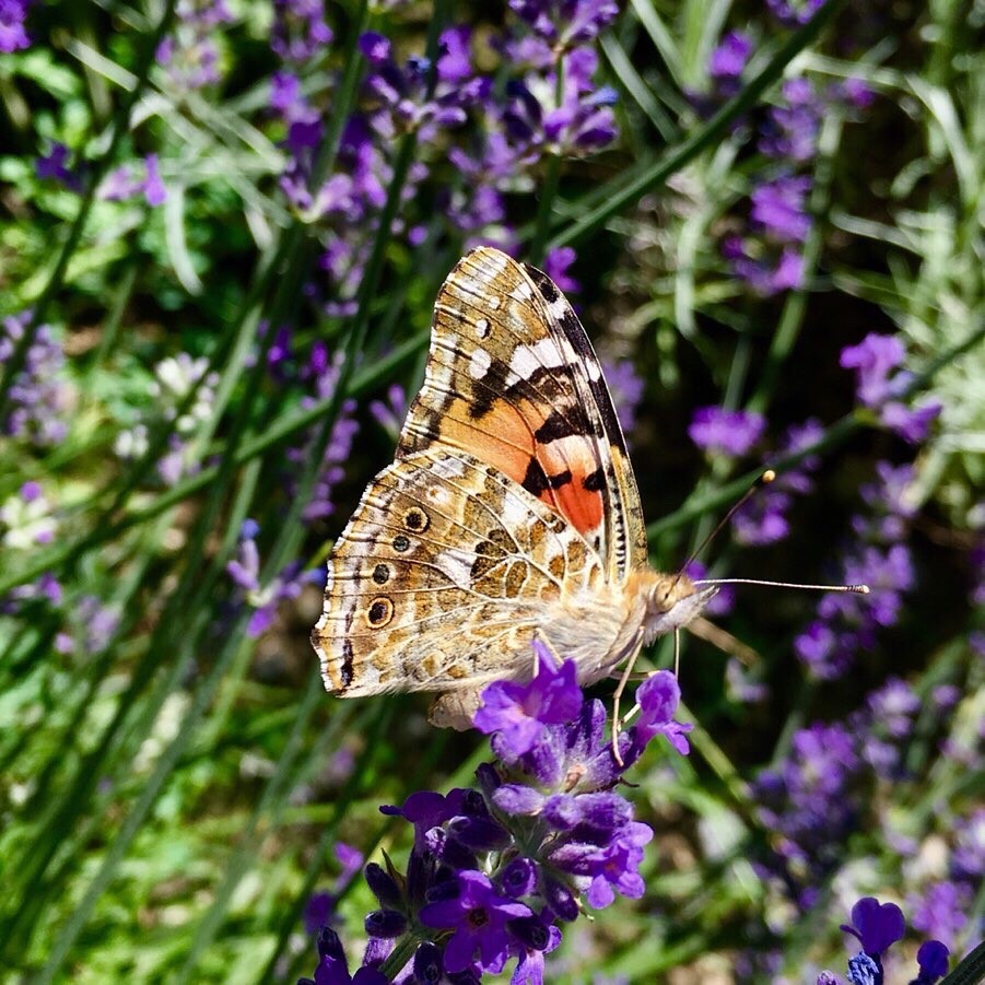 Ein nicht alltäglicher Schmetterling.