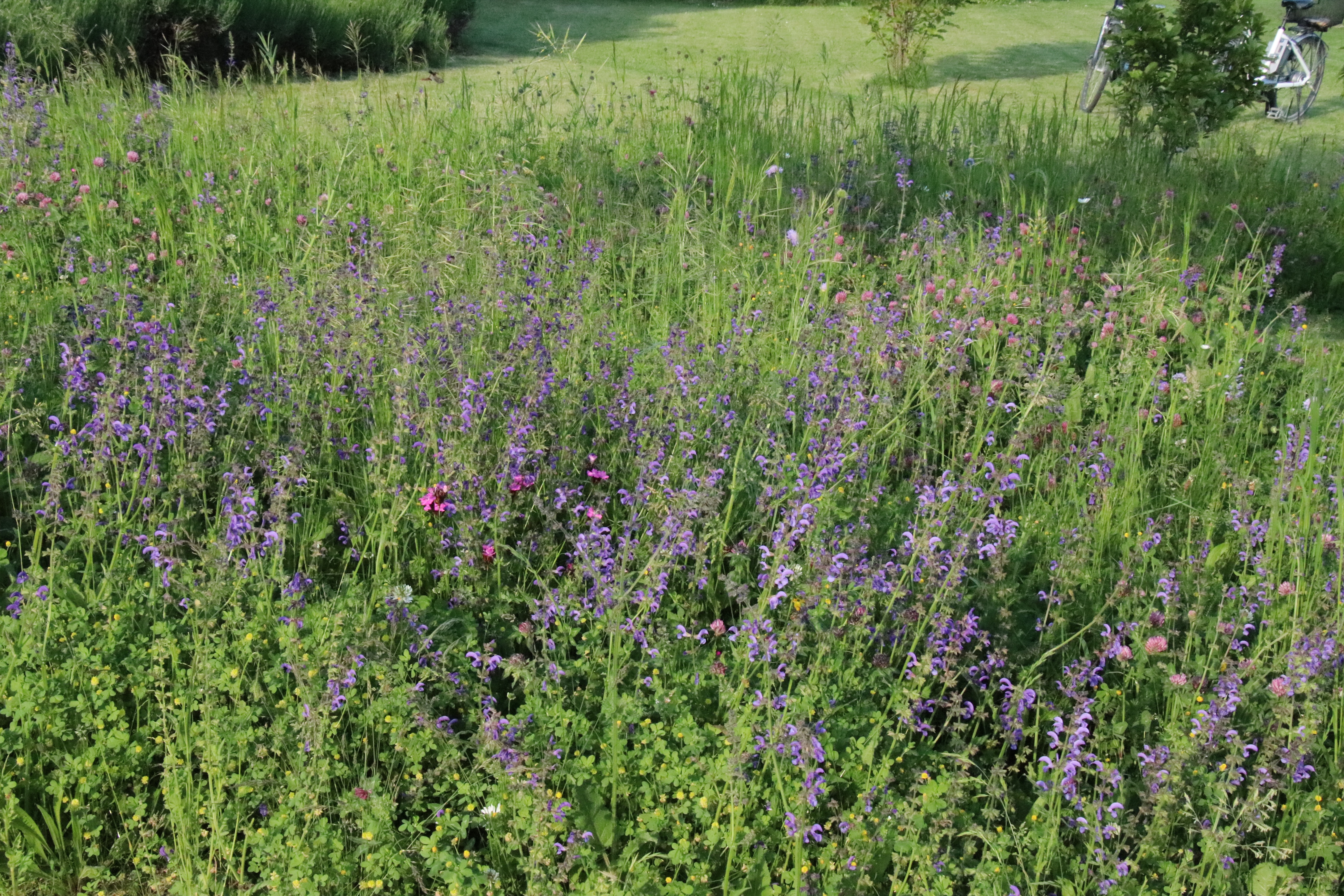 Blühender Wiesensalbei