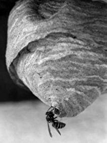 Wespen- oder Bienennest