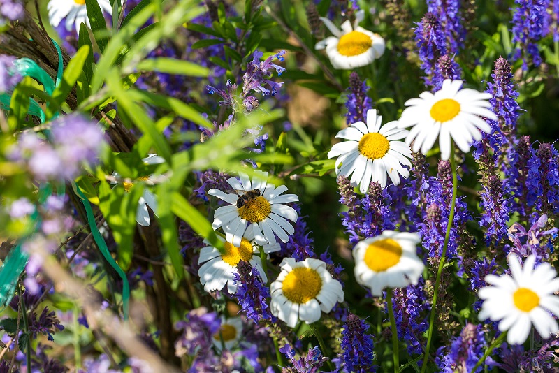Blumenwiese