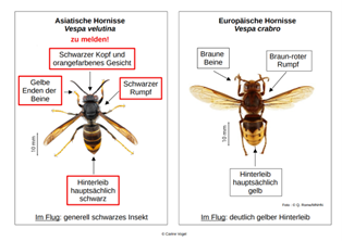 Unterschiede Asiatische und einheimischer Hornisse