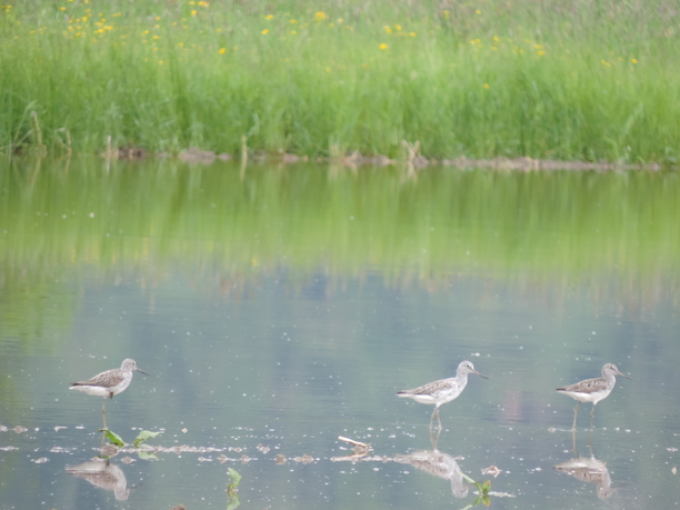 Zug- und Rastvogel Reservat Witi