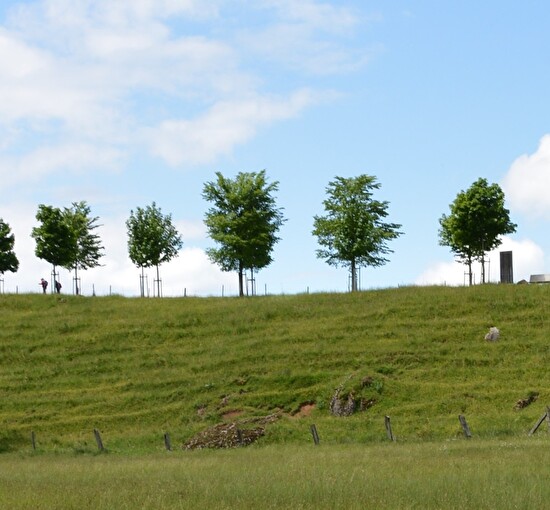 Baum
