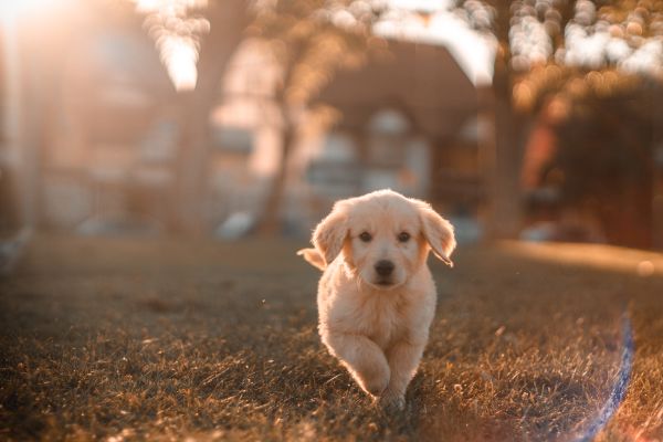 Hundesteuer