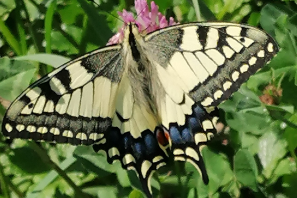 Schmetterling