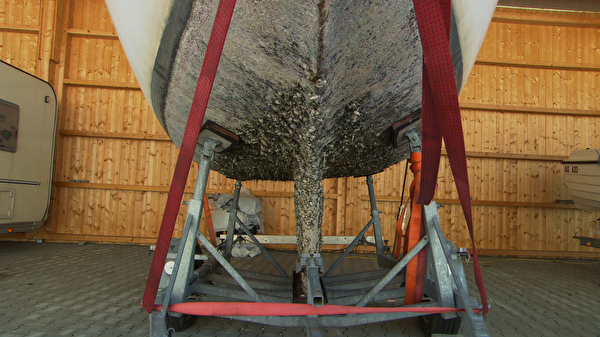 Quaggamuschel an Bootsrumpf
