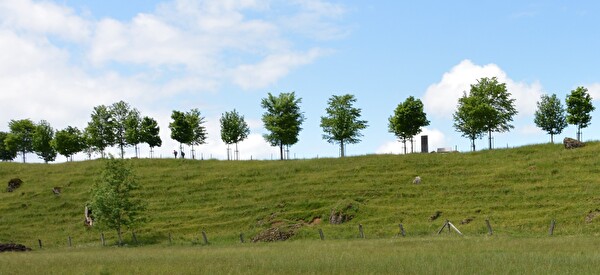 Baum