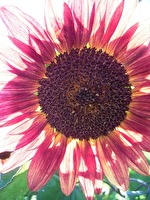 Sonnenblume