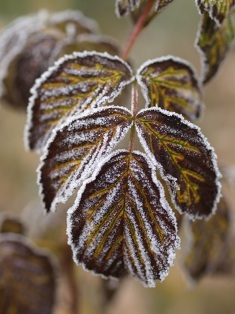 Herbstblatt