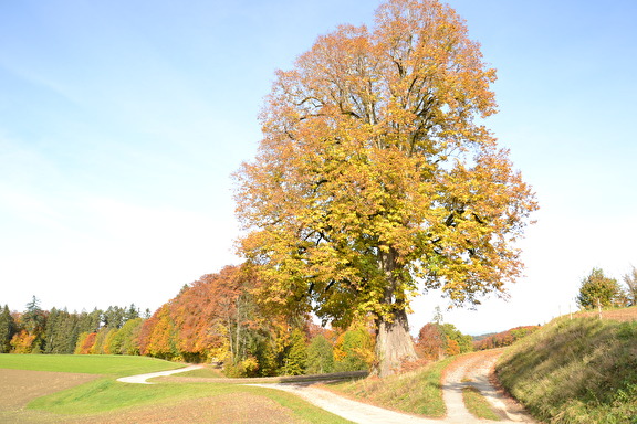 Heuweglinde