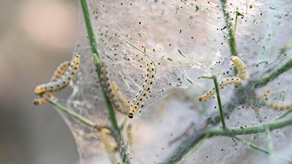 Gespinstmotten (Yponomeutidae)