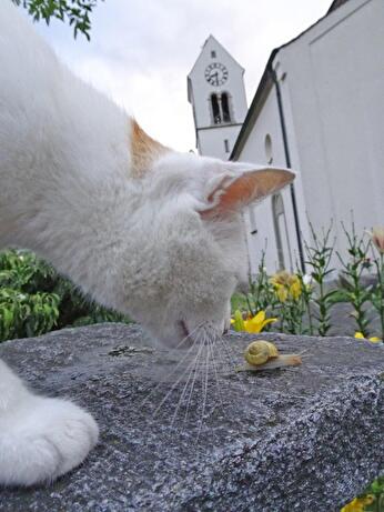 Katze mit Schnägg vor der Pfarrkirche