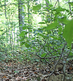 Wald Bruderholz