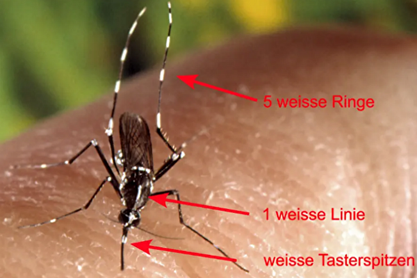 Tigermücke