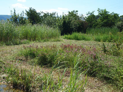 Biotop Bielhübel im August 2012