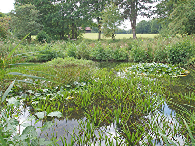 Biotop Chuegraben