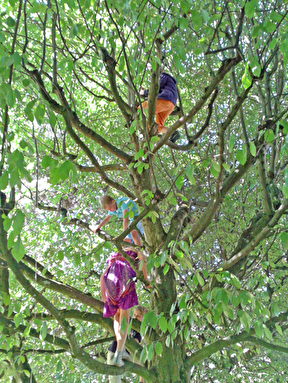 Kinder klettern im Baum