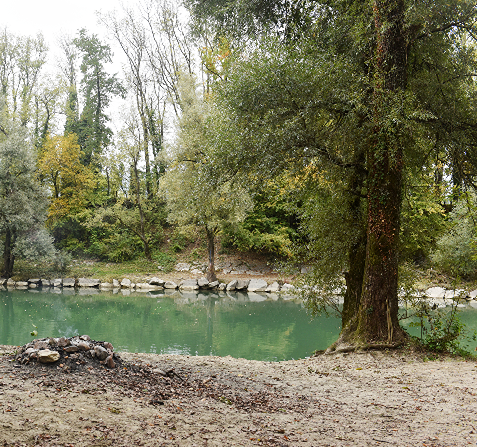 Baumlandschaft an der Aare