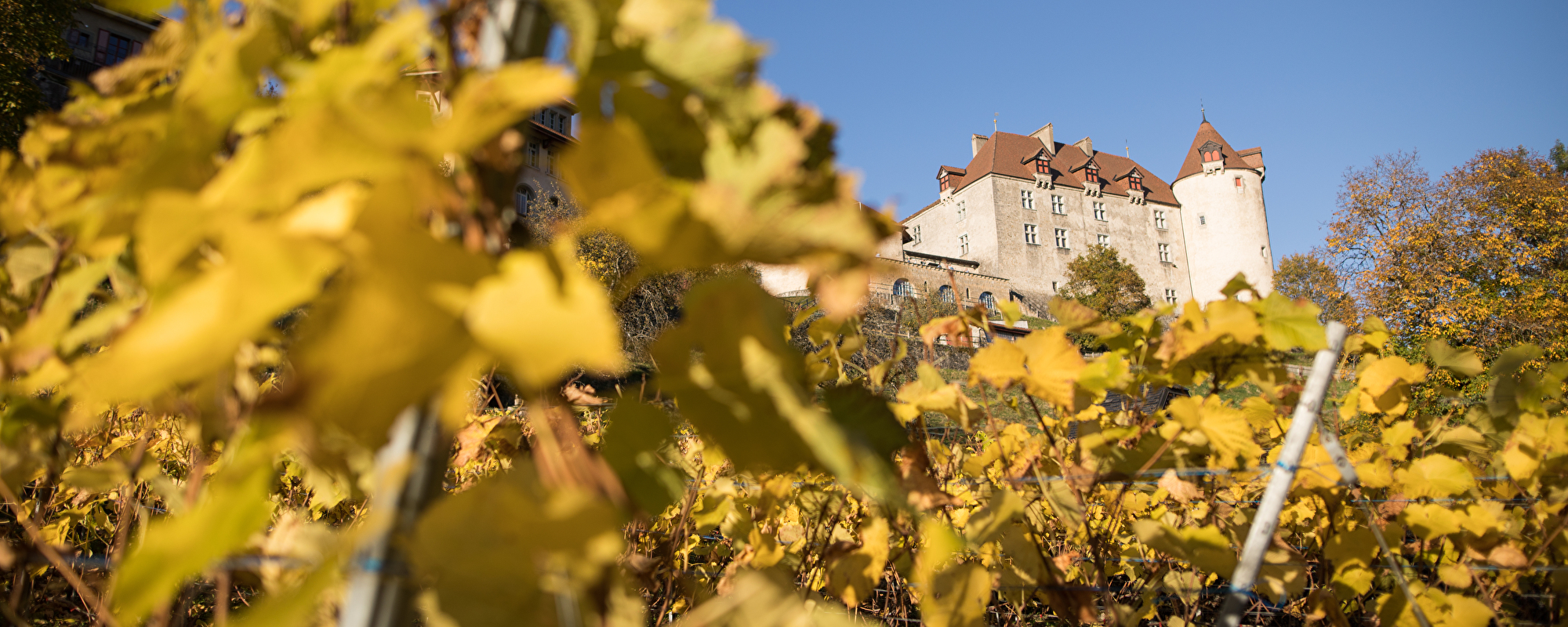 Slider2-Château-vignes