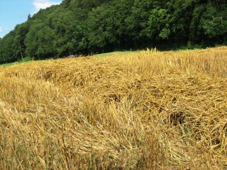 Landwirtschaft