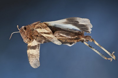 Gemeinde Pratteln Natur Tier Biodiversitä Blauflügelige Ödlandschrecke