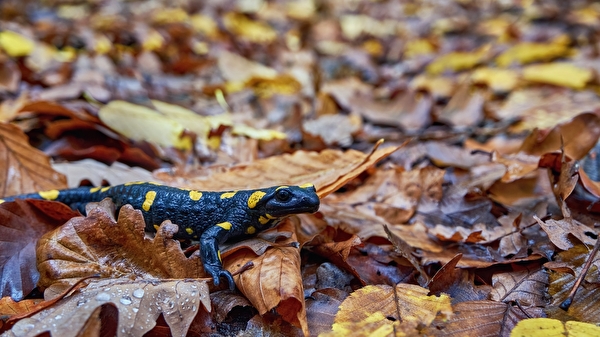 Gemeinde Pratteln Biodiversität Lebewesen Natur und Landschaft Projekte