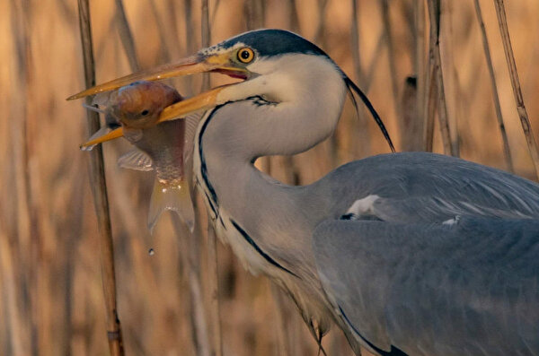 Biodiversität Gemeinde Pratteln