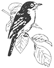 Vogelschutzverein