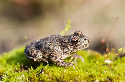 Gemeinde Pratteln Natur Tier Biodiversitä Geburtshelferkröte