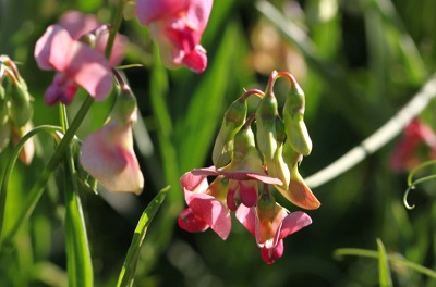 Gemeinde Pratteln Natur Pflanze Platterbse Biodiversitä