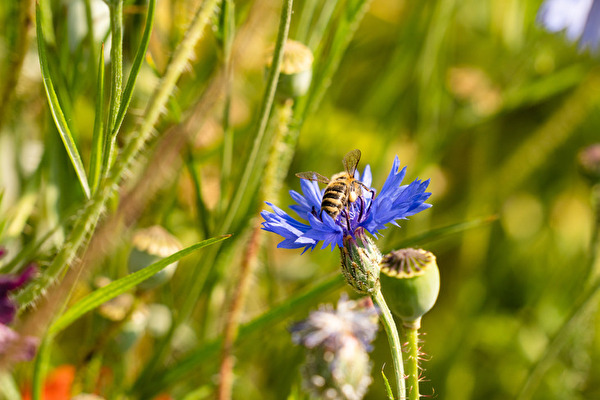Gemeinde Pratteln Biodiversität Lebewesen Natur und Landschaft Projekte