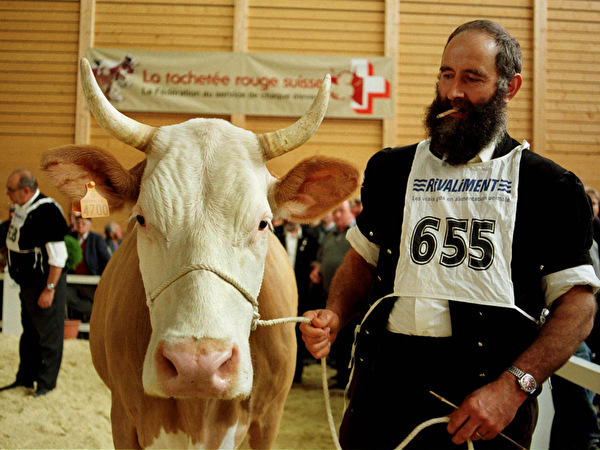 Homme présentant une vache