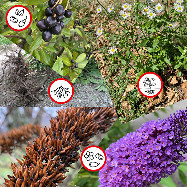 Symbolbild von verschiedenen Neophyten, die in den Neophytensack gehören. 