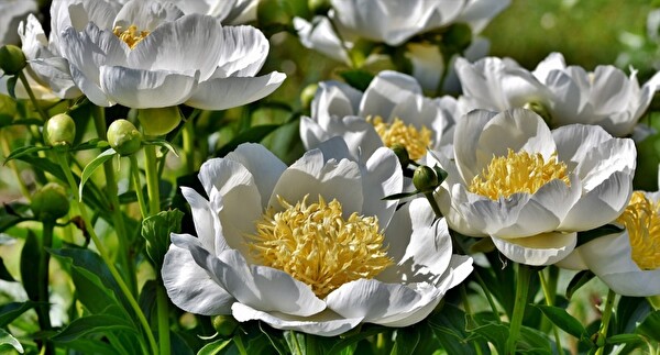 Bild von weissen Blumen mit gelben Blüten im Gras