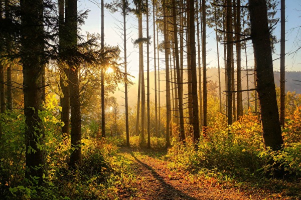 Wald