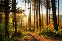 Wald