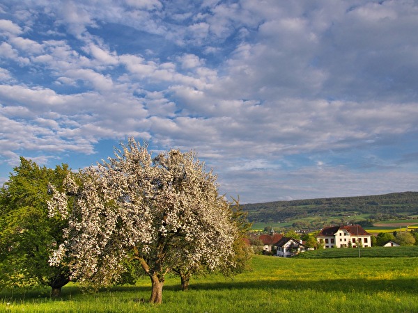 Schneisingen im Frühling