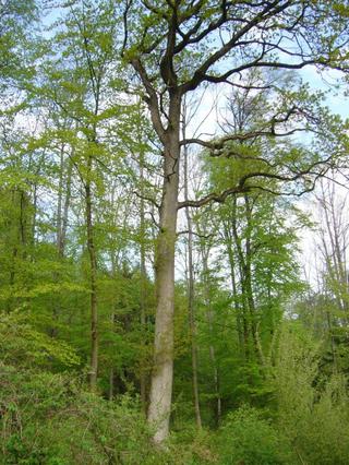 Eiche