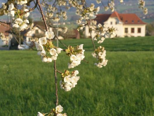 Frühling in Schneisingen