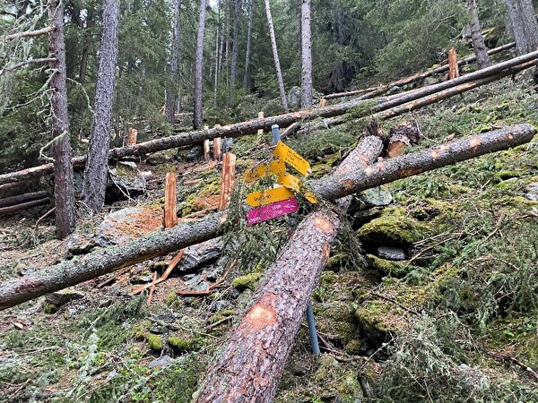 Waldschäden 17. April 2025
