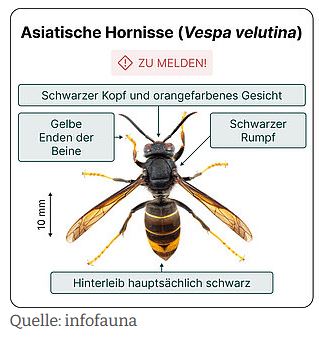 Asiatische Hornisse