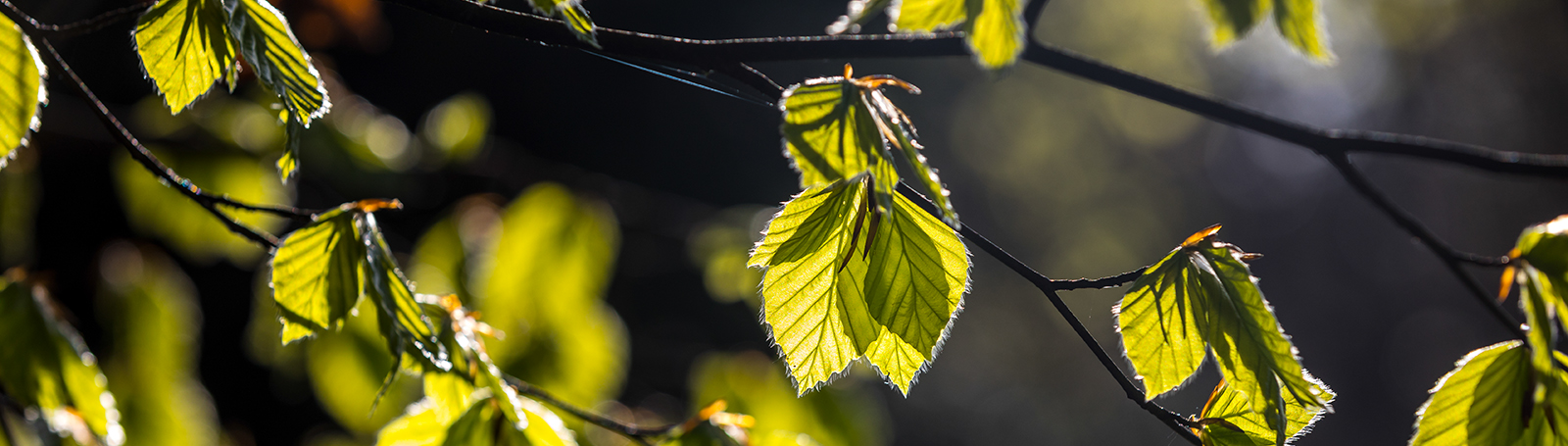 Banner Foto