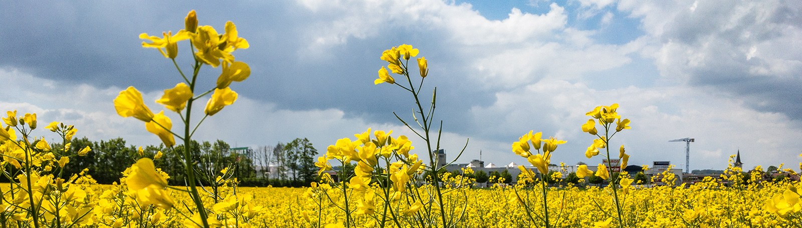 Landwirtschaft