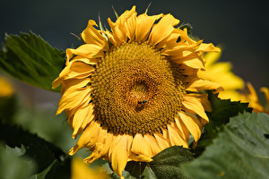 Sommer