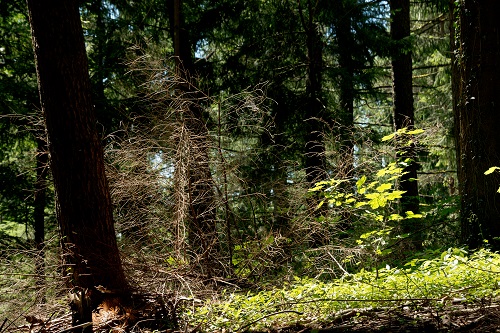 Egerkinger Wald