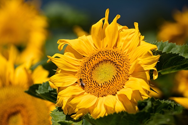 Sonnenblumen Egerkingen