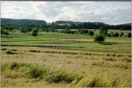 Kulturland westlich von Hofstetten