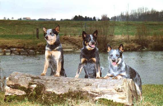 Drei Hunde an einem Fluss